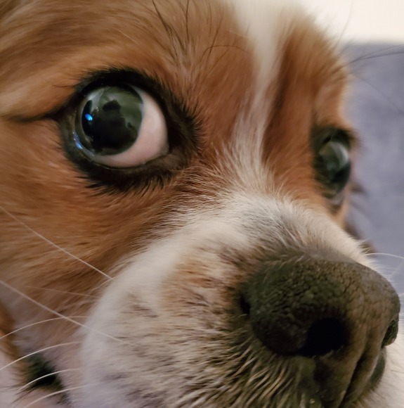 Meet your Posher, Sharon - Picture 1 of 1